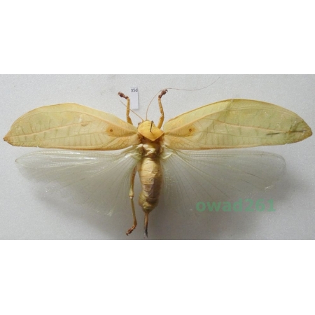 Pseudophyllus hercules (Karny, 1923) Malaysia35d